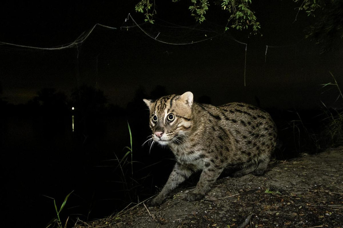 Russian fishing outlet cat